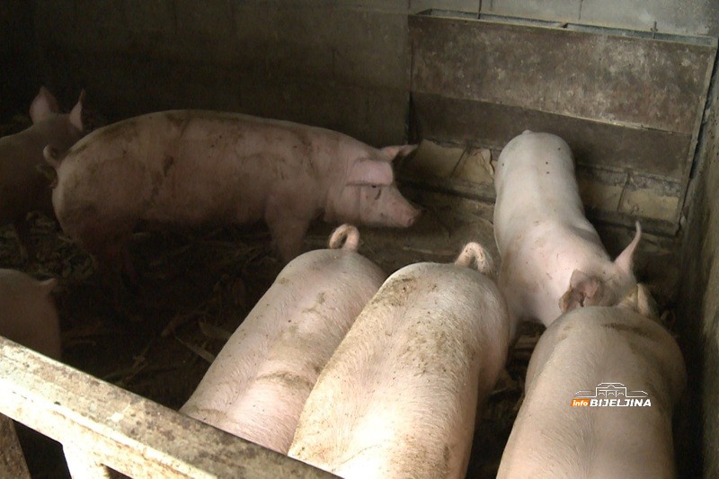 Mladi Semberac obrađuje 200 dunuma, hrani stoku i sam se o svemu brine: Teško naći djevojku koja bi da živi u selu