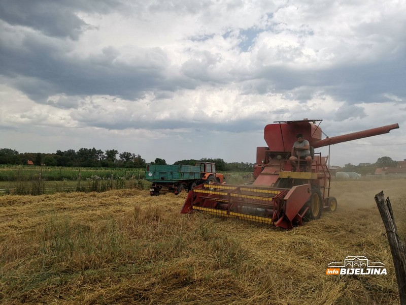 Žetva u Semberiji pri kraju, poljoprivrednici otkrili koju će cijenu žita tražiti (FOTO)