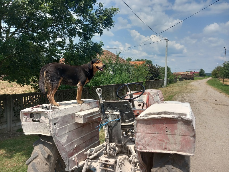 Pas Fifi ne silazi sa traktora, sa vlasnikom uzorao hiljade hektara (FOTO)