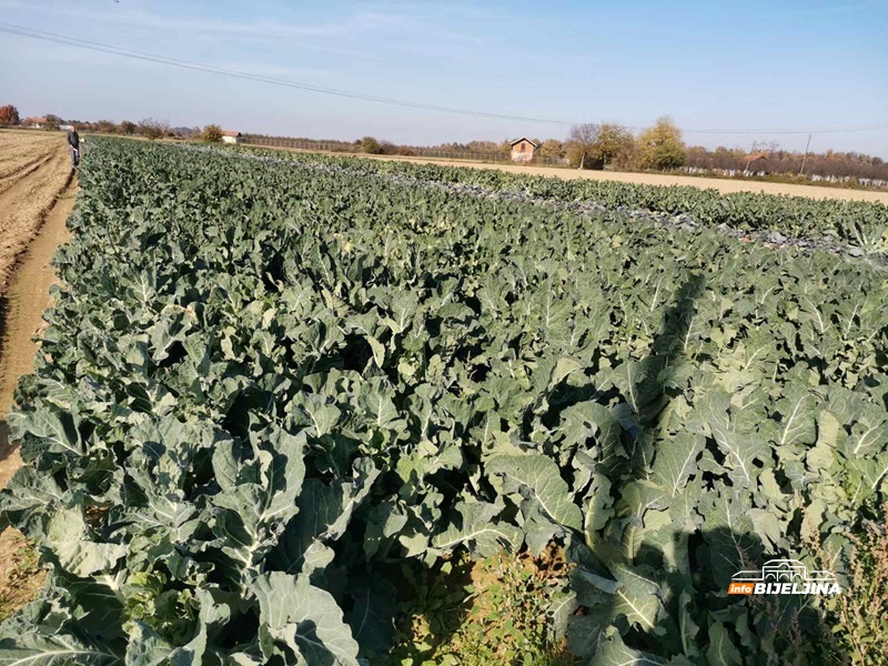 Karfiol u Semberiji skup kao nikad: Proizvođači profitirali, kilogram koštao kao nekad puna kartonska kutija (FOTO)