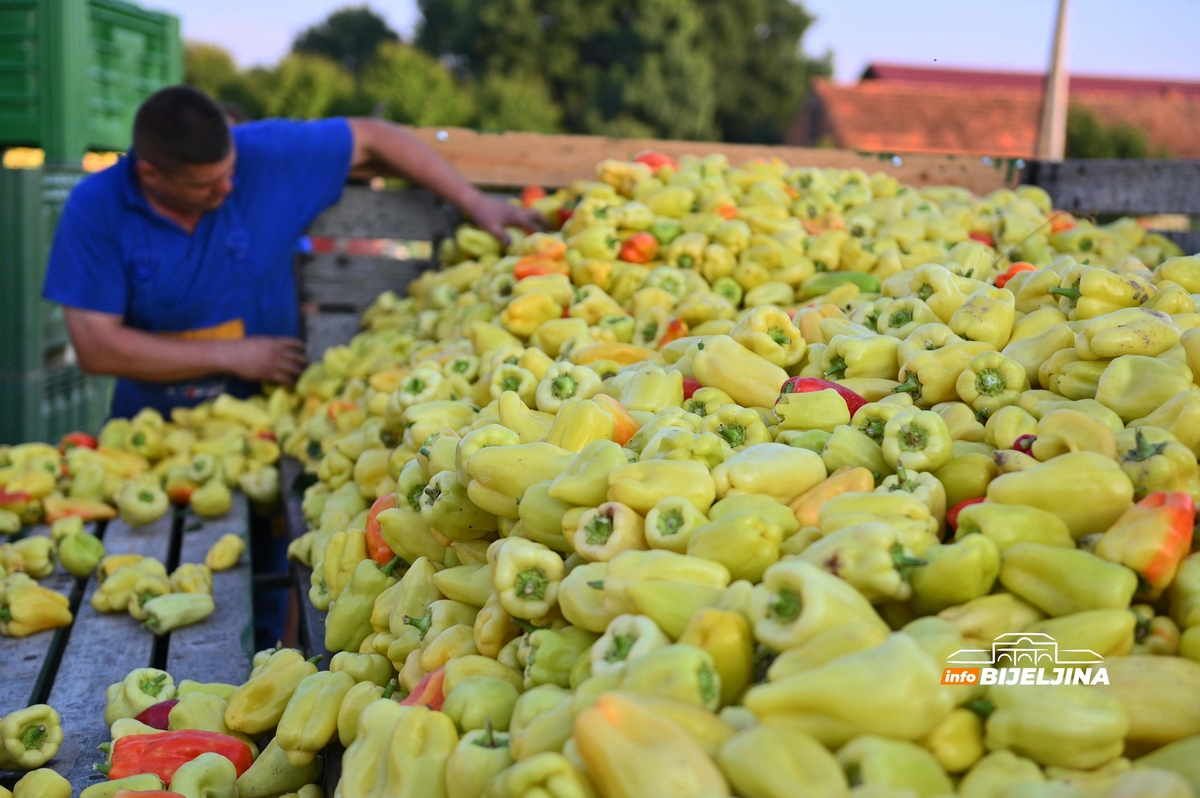 Zadruga “Povrtlarstvo” pronašla put do kupaca: Sembersko povrće šalju i u inostranstvo, Slovenci prezadovoljni (FOTO)