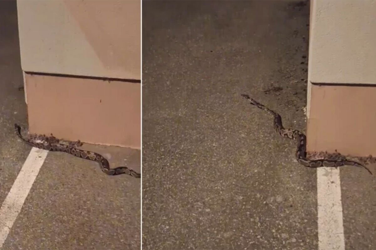 Drama u Zagrebu: Prolaznik naletio na kraljevskog pitona u šetnji