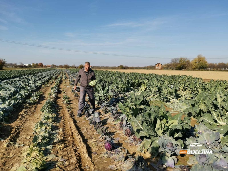 Karfiol u Semberiji skup kao nikad: Proizvođači profitirali, kilogram koštao kao nekad puna kartonska kutija (FOTO)