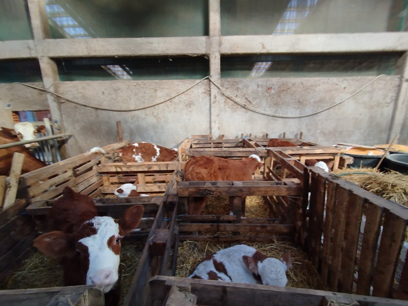 Ristanovići iz Zvornika ponosni na rezultate: U planu pogoni za preradu mesa i mlijeka (FOTO)