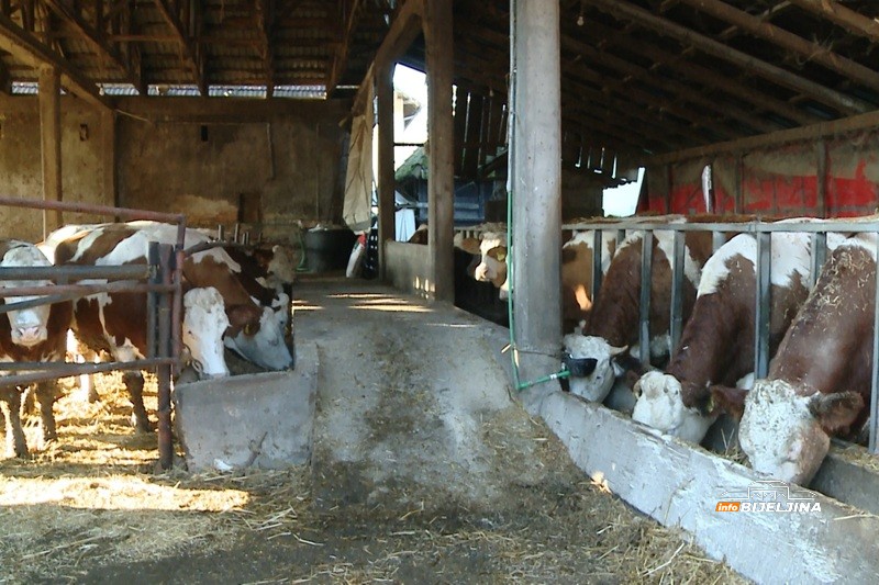 Semberski mljekari na ivici opstanka: “Kupujemo hranu za stoku, a 80 - 90 grla nije lako nahraniti” (FOTO)
