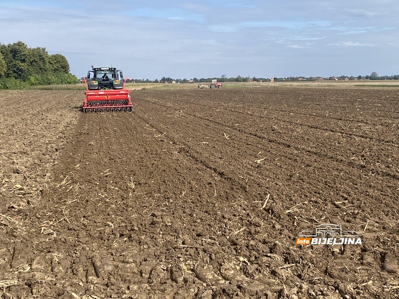 Zahuktava se sjetva u Semberiji: Zašto poljoprivrednici sve više prelaze na pšenicu? /FOTO/