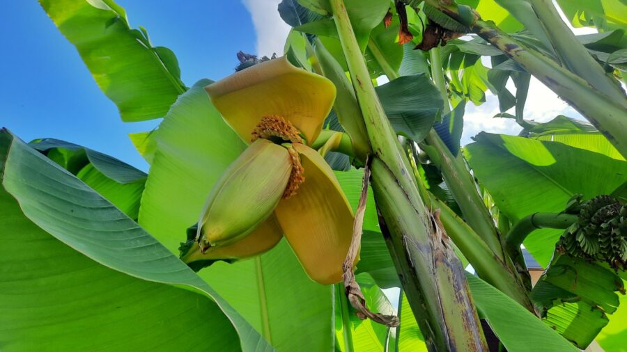 Iskoristili klimatske promjene: U Semberiji uzgajaju banane, kivi, batat (FOTO)