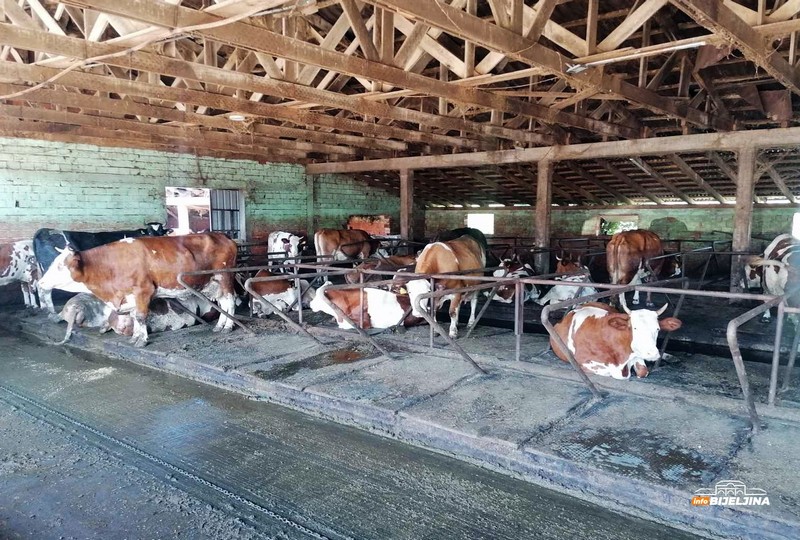 Semberski farmer Blagiša Nikolić dnevno proizvede 1.400 litara mlijeka: Od poljoprivrede se može solidno živjeti (FOTO)