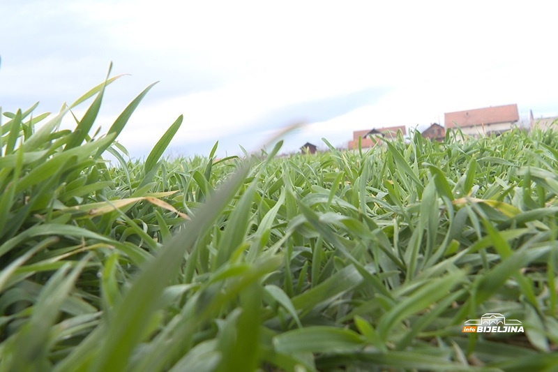 Semberski poljoprivrednici ne štede na prihrani, hrabriji otkrili taktiku za bolji prinos: “Čovjek mora da bude jako oprezan”