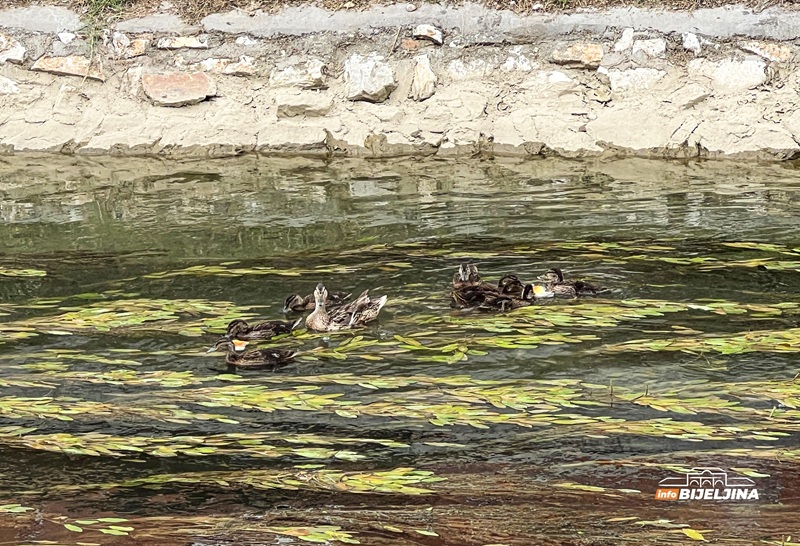 Bijeljina: Lijep prizor na Dašnici, “porodica” pataka atrakcija za prolaznike (FOTO, VIDEO)