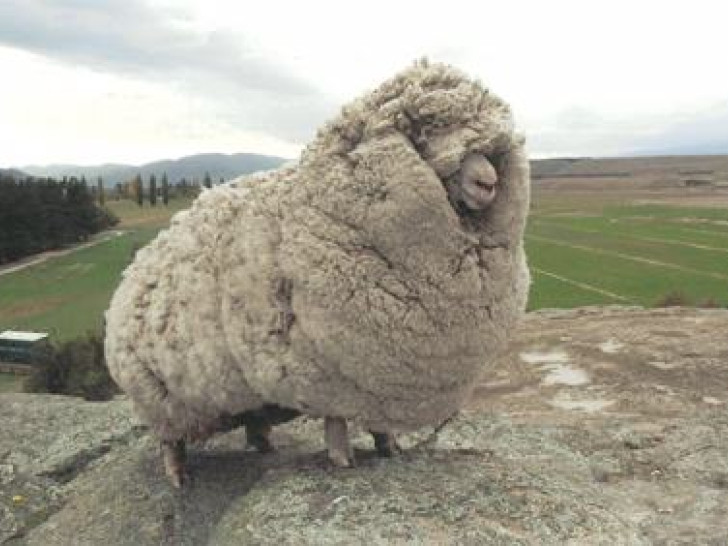 Merino vuna: Najbolji prirodni materijal koji grije zimi, hladi ljeti i traje godinama