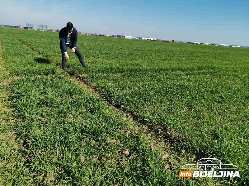 Poljoprivrednici u RS upozoreni: Neophodni tretmani protiv korova i bolesti za očekivane prinose