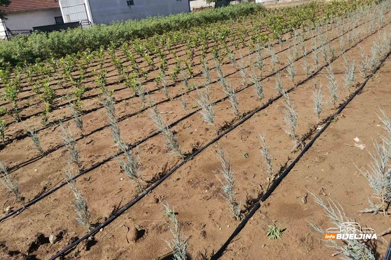 Iz Švedske se vratili u Semberiju: Zarada na 3,5 dunuma ruža kao na 20 dunuma povrća (FOTO)