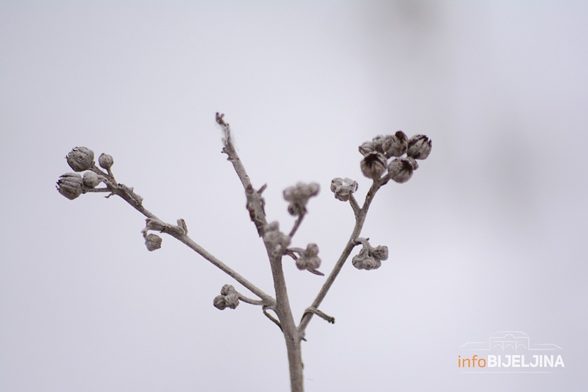 Voćari priželjkivali ovakvu zimu: Snijeg i minusi obećavaju dobar rod