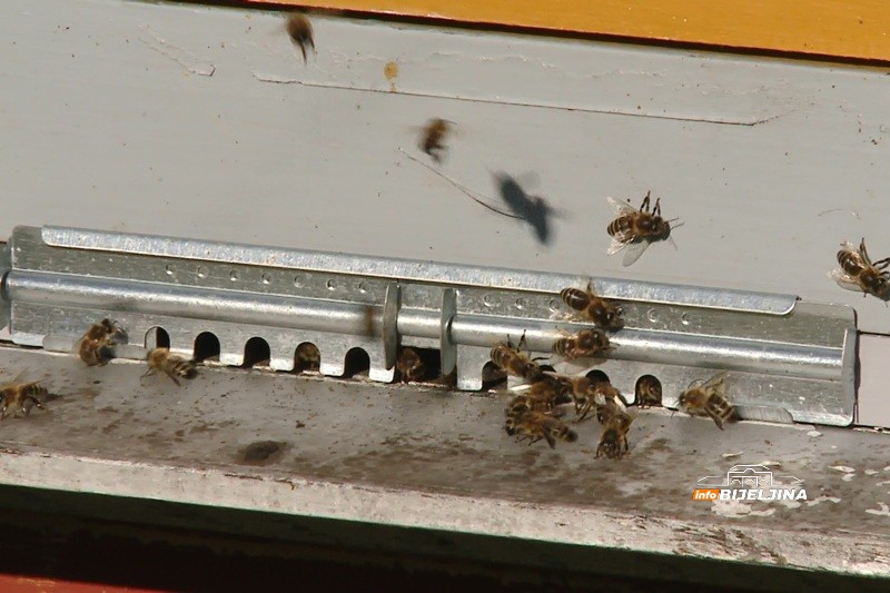 Majevica ima više od 4.000 pčelinjih društava i zaštićen med:  Trud i rad daju rezultate (FOTO)