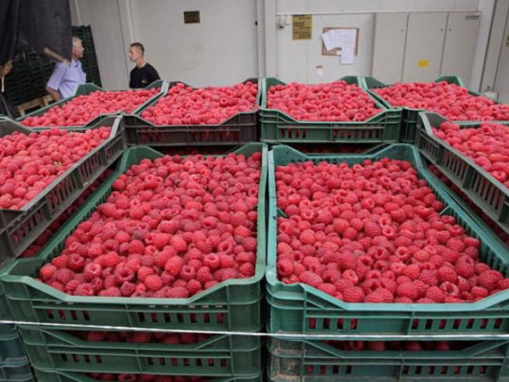 Malinari u Srpskoj nezadovoljni otkupnom cijenom: Prinosi prepolovljeni, traže veću podršku