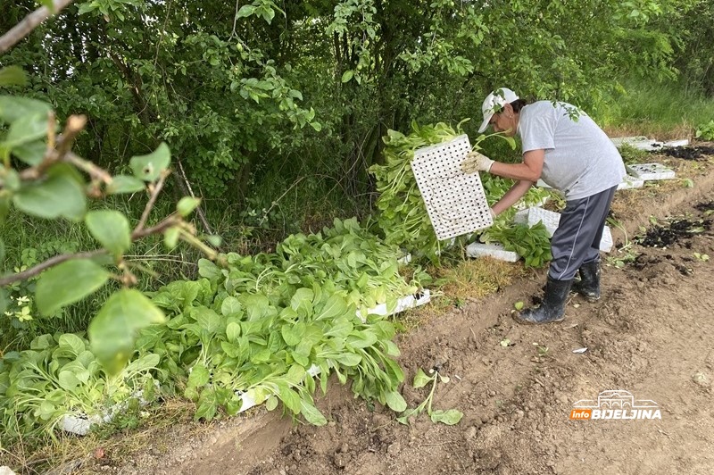 Semberija natopljena vodom, rasad propada: Kiša zaustavila sadnju duvana, sezona na ivici propasti