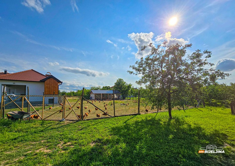 Jedinstvena farma u Semberiji: Imaju 600 koka nosilja, jaja prodaju i na društvenim mrežama (FOTO)