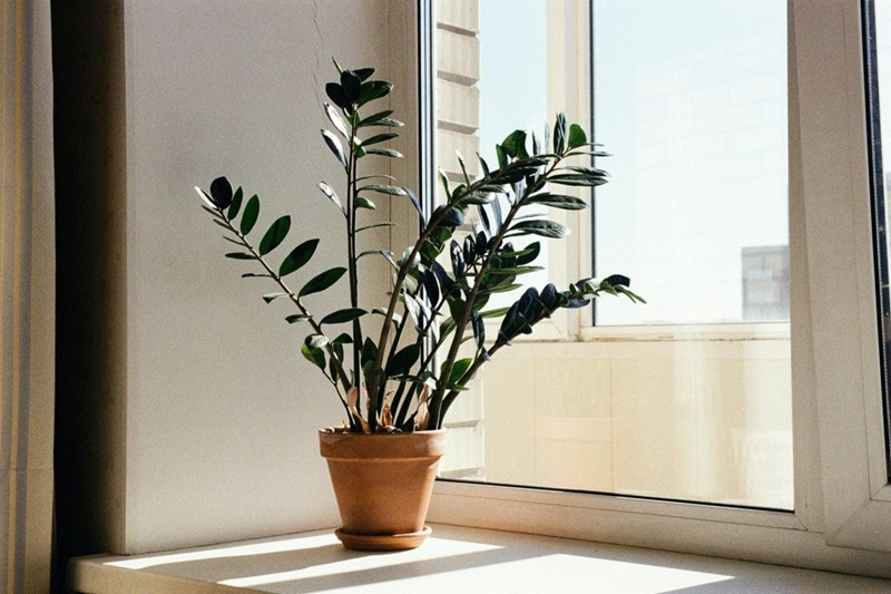 Zamija se ne stavlja bilo gdje: Samo jedno mjesto u kući garantuje da će privući sreću i novac