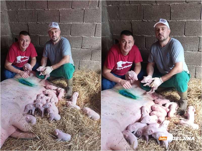 Bijeljina: Krmača uz pomoć veterinara donijela na svijet 22 živa praseta /FOTO/