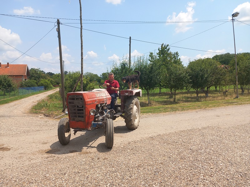 Pas Fifi ne silazi sa traktora, sa vlasnikom uzorao hiljade hektara (FOTO)