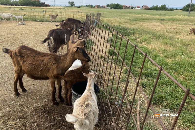 Sve proda na kućnom pragu: Gojko Stanković iz Popova živi od koza i ne bi ih mijenjao ni za kakav posao (FOTO)