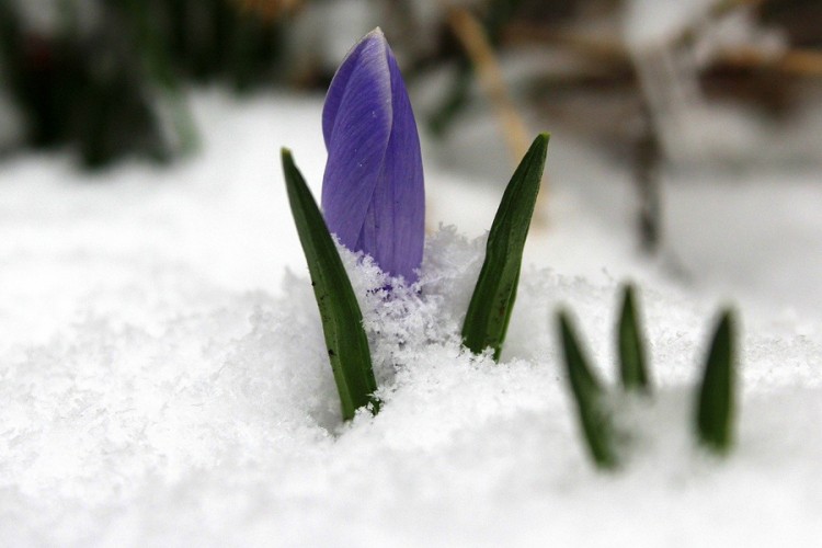 ,,Baba Marta pokazala zube