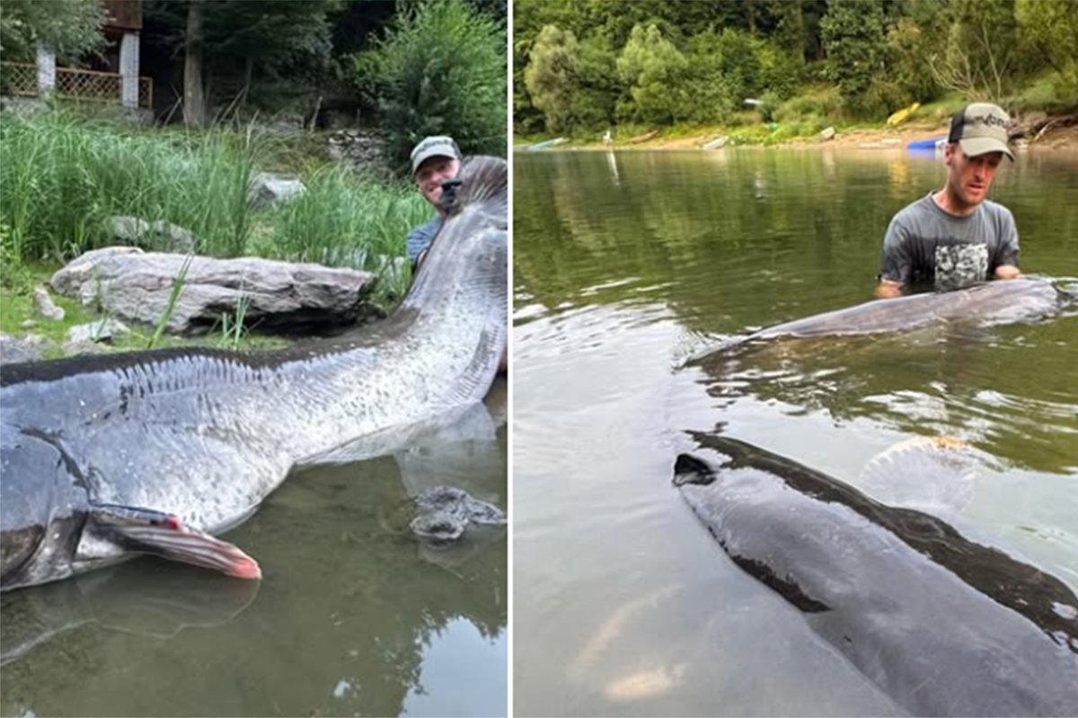 Ribolovac oborio rekord: Ulovio soma od 268 cm