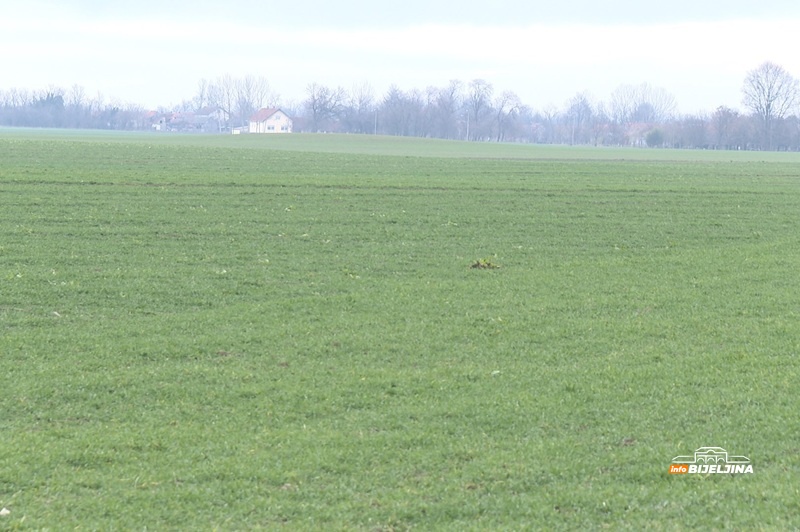 Semberski poljoprivrednici ne štede na prihrani, hrabriji otkrili taktiku za bolji prinos: “Čovjek mora da bude jako oprezan”