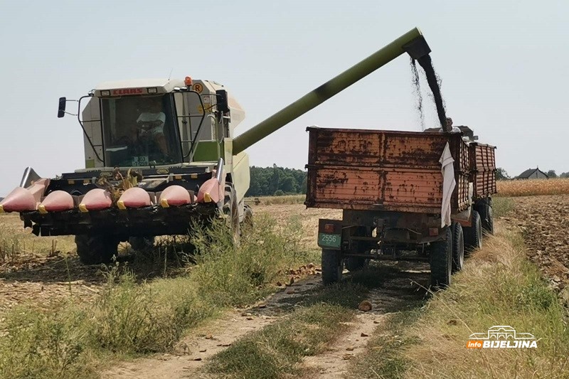 Podnosi sušu, ima dobru cijenu: Zašto sve više Semberaca proizvodi suncokret i da li se isplati?