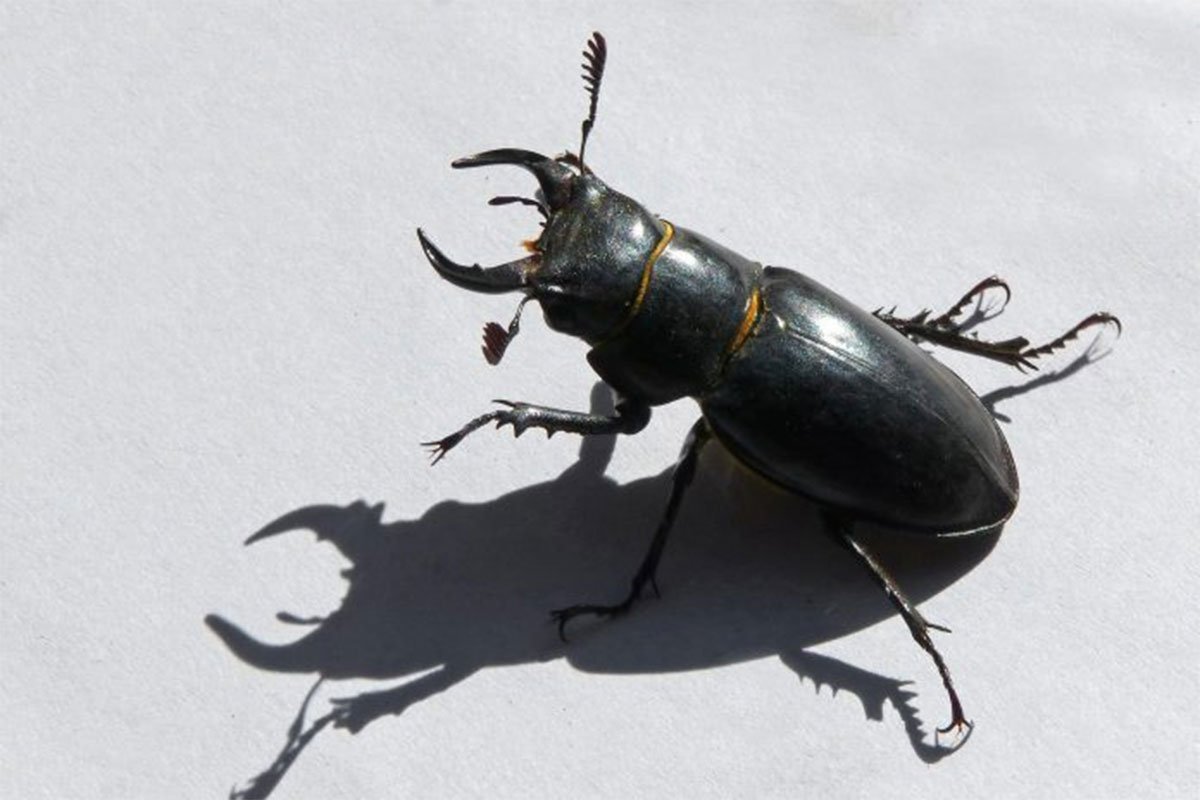 Apel građanima: Ako vidite ovu životinju, odmah javite