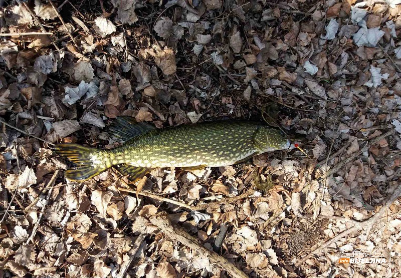 Od danas lovostaj na štuku, bijeljinski ribolovci zadovoljni sezonom (FOTO)