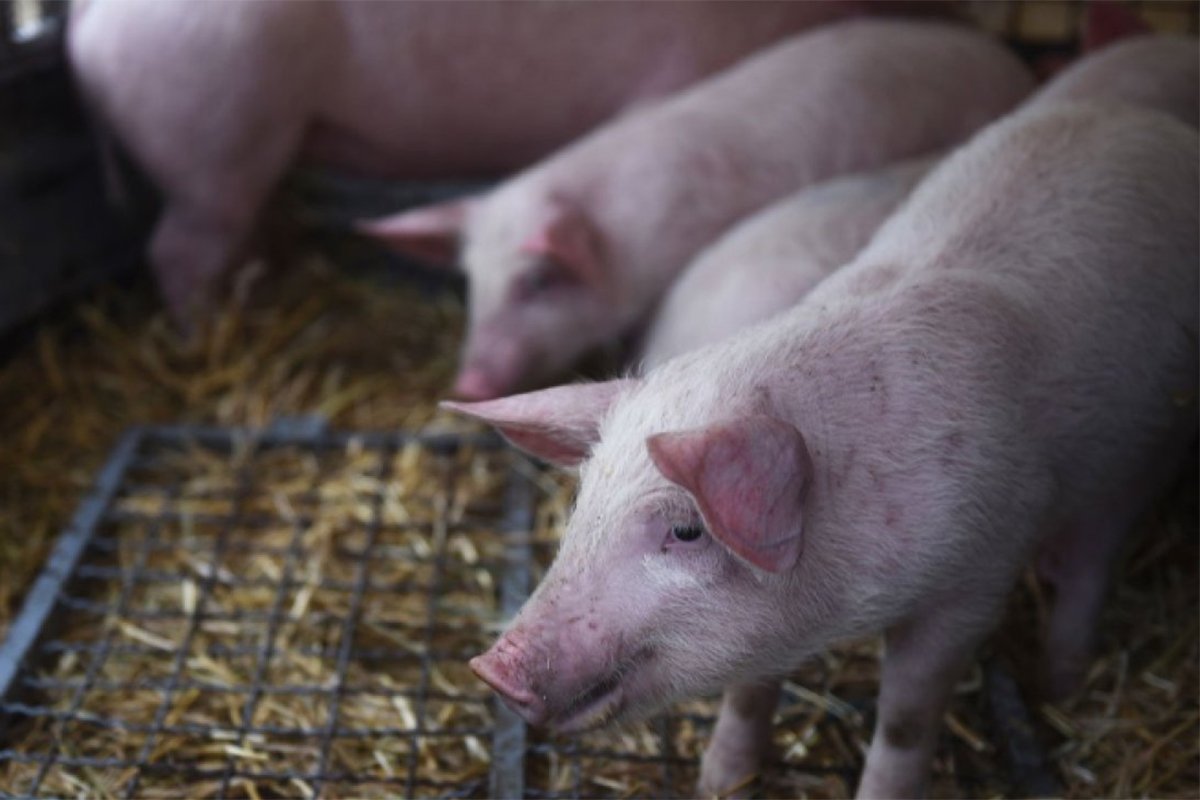 Užas u Srbiji: Tovar prasića stradao u udesu