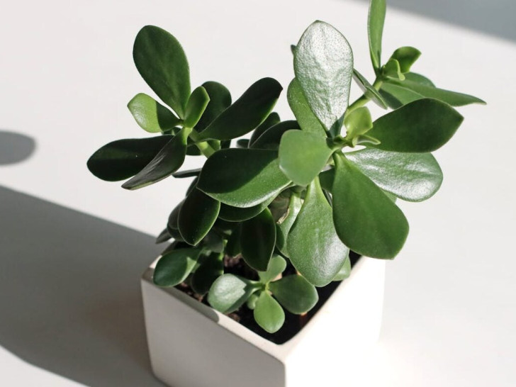 Zeleni talisman: Biljka koja privlači novac i uspijeva i kad je zaboravite zaliti