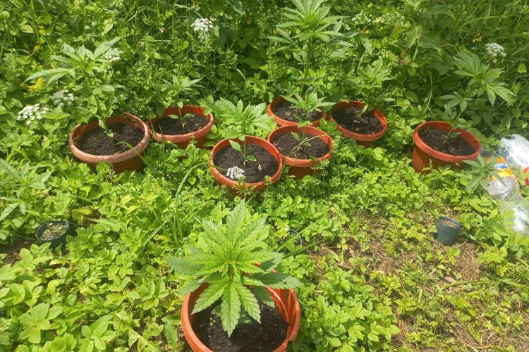Uhapšen zbog tuče, policija mu pronašla zasade konoplje i automatsku pušku (FOTO)