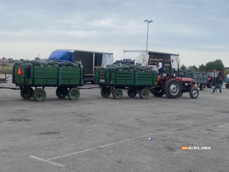 Semberska lubenica nikad slađa, ali smanjen prinos: Koja cijena je najniža za isplativost? (FOTO)