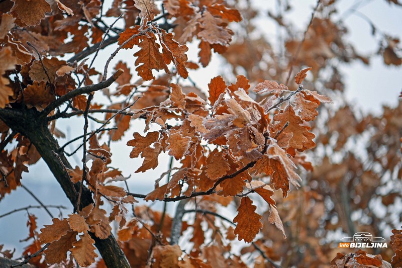 Evo zašto se prema crkvenom predanju SIJEČE I PALI BADNJAK i kakvo je pravo značenje polažajnika