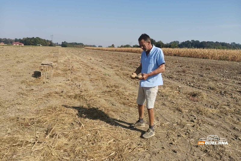 Proizvođači krompira u Semberiji ne pamte lošiju godinu: Suša i visoke temperature uništile većinu roda /FOTO/