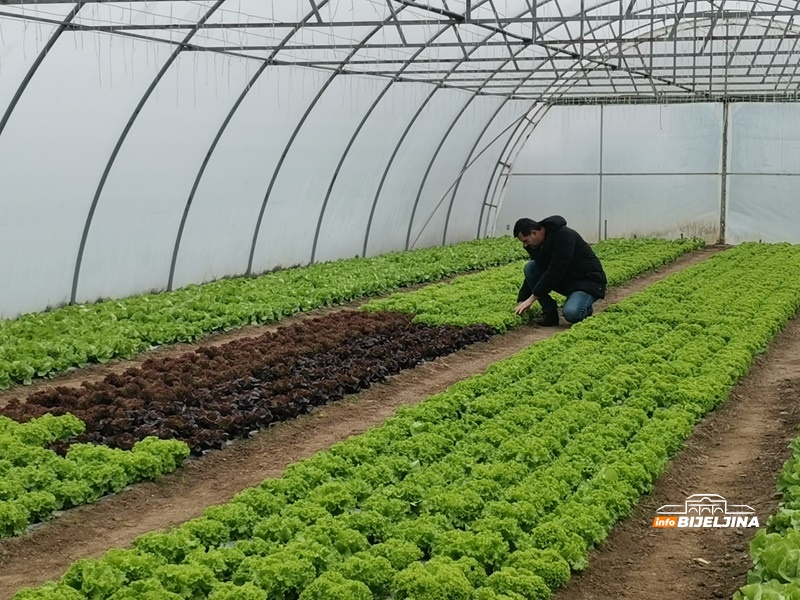 Porodica iz Semberije uzgaja 20 sorti zelene salate: “Više računice imaju preprodavci” (FOTO)