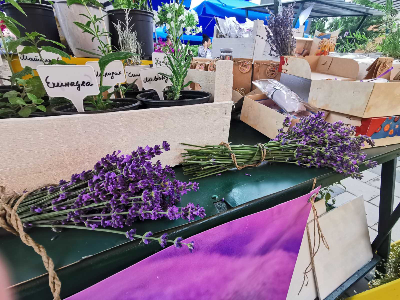PRIRODA NAS VOLI - I LJEPOTA JE POTREBNA OVOM SVIJETU Lavanda Semberija na Sajmu cvijeća u Bijeljini
