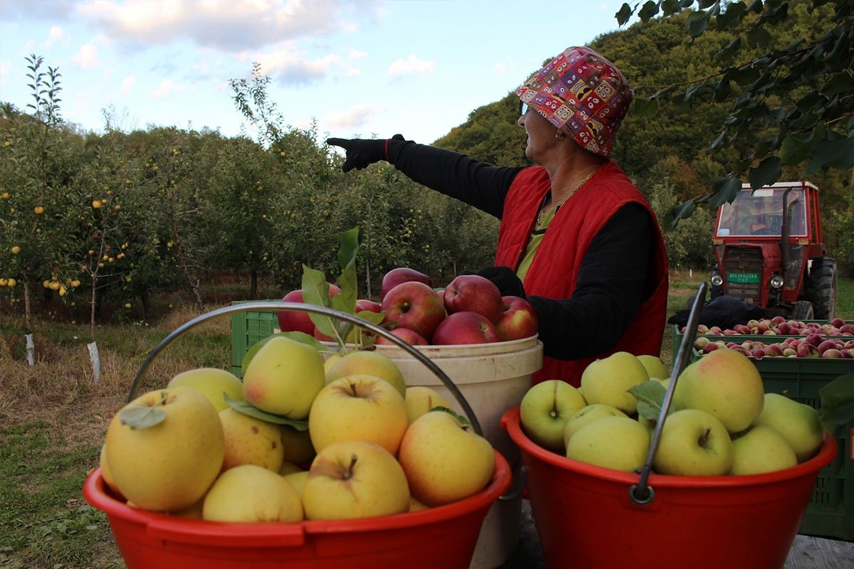 Loša sezona za voćare u Srpskoj: Rod jabuke manji i do 40 odsto, šljive gotovo da nema