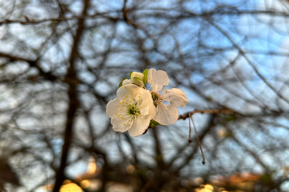 Na pragu novembra probeharala višnja (FOTO)