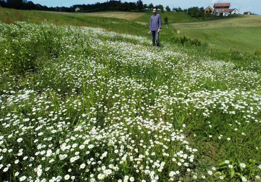 RAZVOJNA ŠANSA Ljekovito i aromatično bilje potencijal Srpske