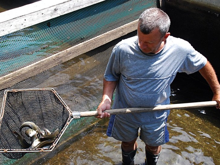Veća bescarinska kvota pastrmke – šansa za izvoz, nova radna mjesta i razvoj akvakulture