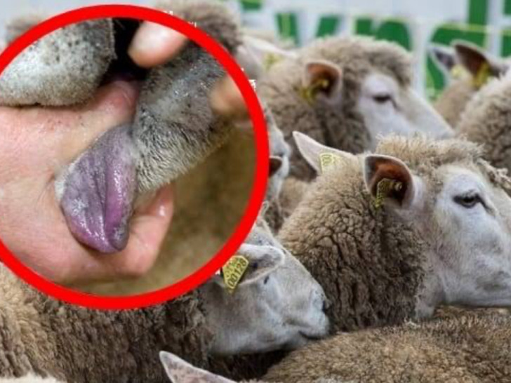 Alarm u Mađarskoj: Nakon 10 godina vraća se bolest plavog jezika