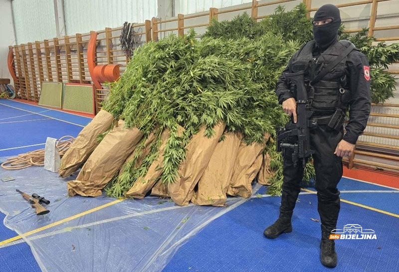 Hapšenje u Loparama: Pronašli plantažu sa 125 stabljika indijske konoplje /FOTO/