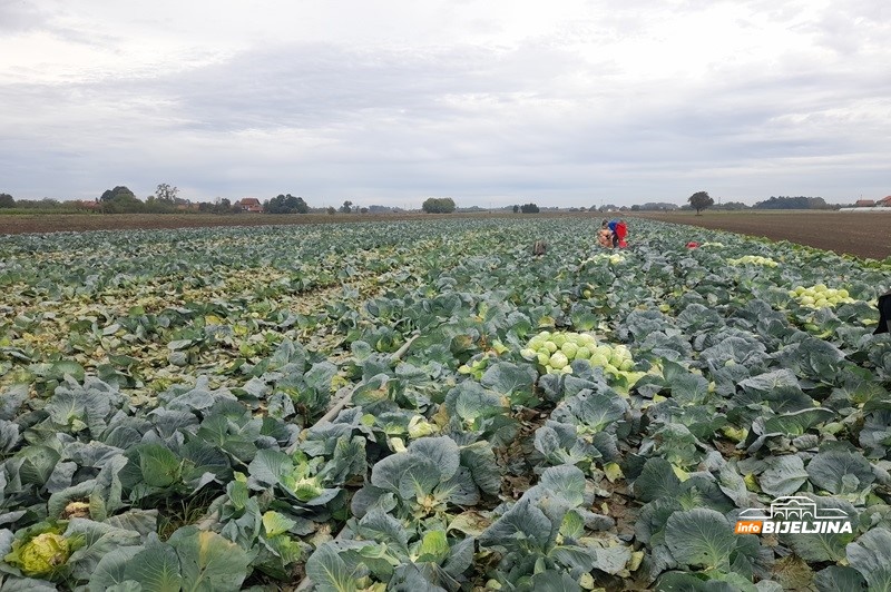 Semberska porodica proizvela 26 tona kupusa: Svi kojim je skupo neka vide pošto su cigare (FOTO)