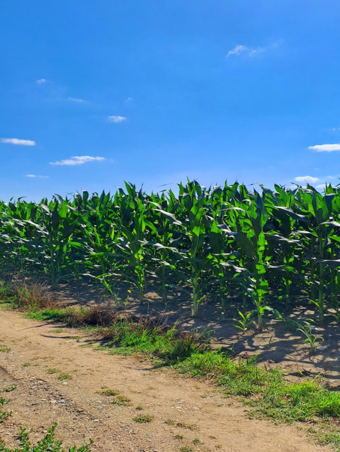 Mladi iz Bijeljine nude rješenje za zagađen vazduh: Termalna energija Banje Dvorovi kao spas za grad