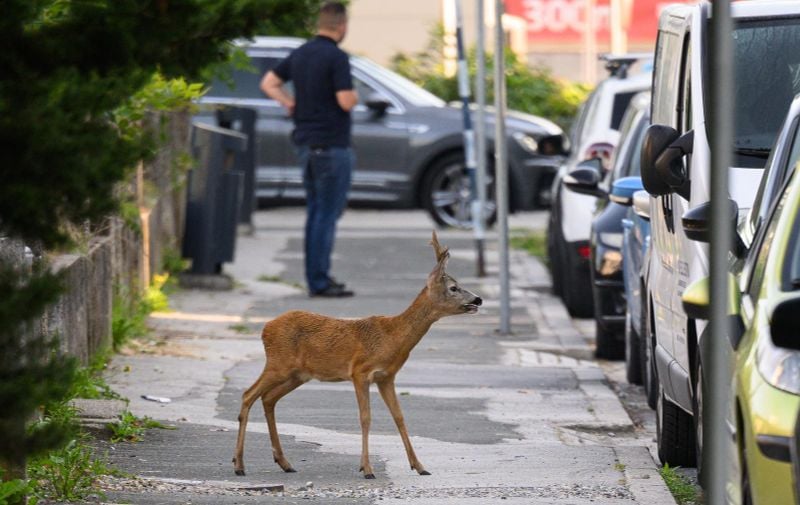 Srna na ulicama Bijeljine – lovočuvarska služba na terenu
