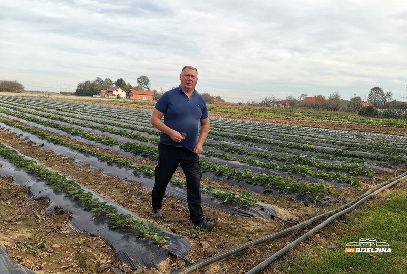 Semberac Đorđe Vakčić godinama proizvodi jagodu: Ovakvu jesen ne pamti (FOTO)